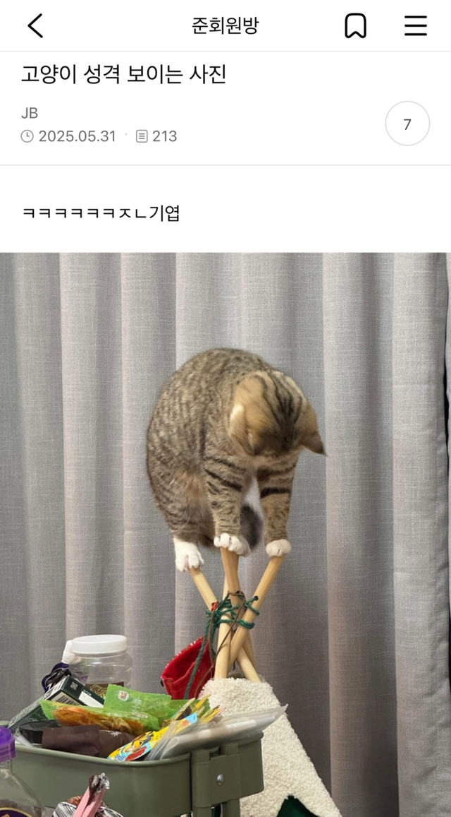 image.png 고양이 성격 보이는 사진...jpg