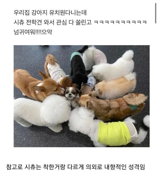 Internet_20250605_011435.jpeg 강아지 유치원에 온 시츄 .jpg