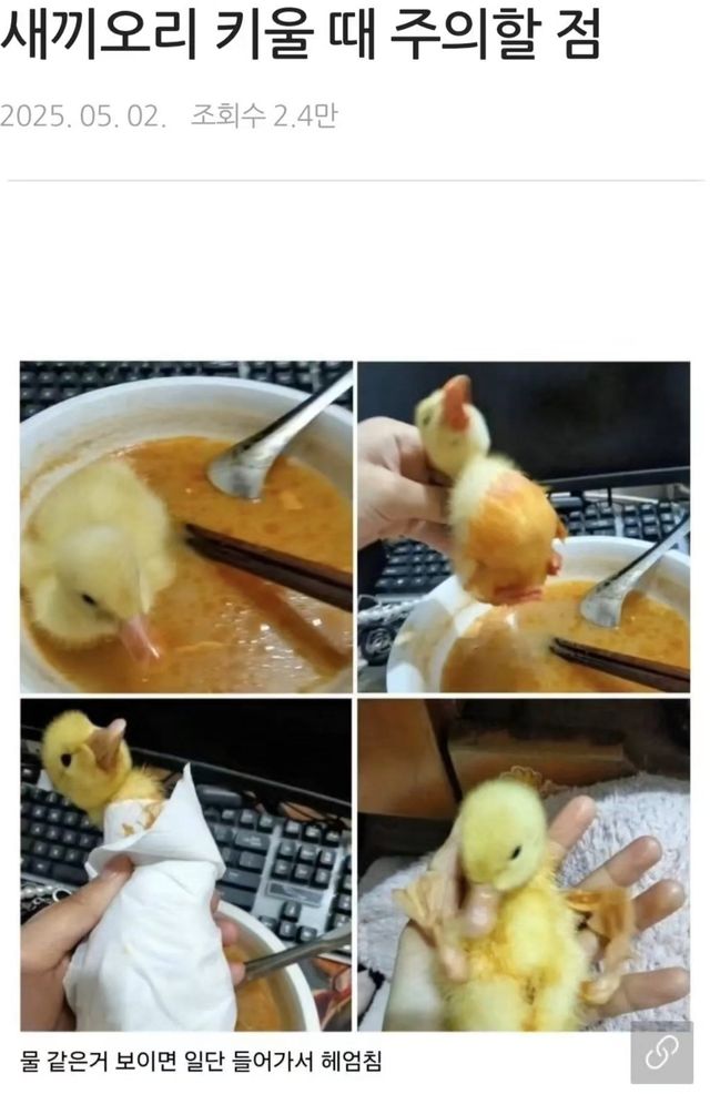 IMG_9934.jpeg 새끼오리 키울때 주의할점