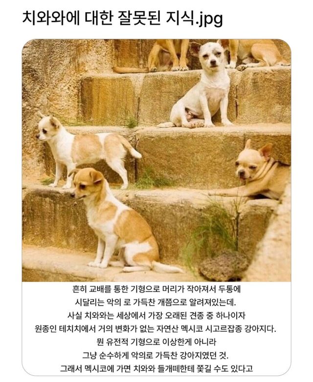1.webp.ren.jpg 치와와에 대한 잘못된 지식.jpg