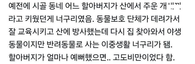 2.jpg 할아버지가 산에서 주워온 개.jpg