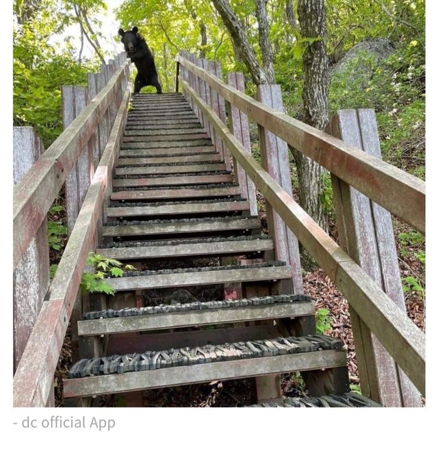 진짜 ㅈ된 와중에 할건 해야하는 야붕이 ㅋㅋㅋㅋ