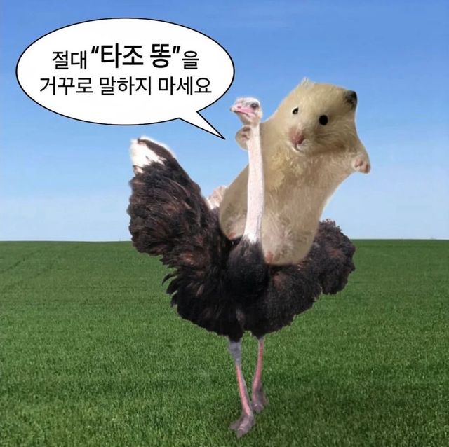 절대 타조 똥을 거꾸로 말하지 마세요.jpg