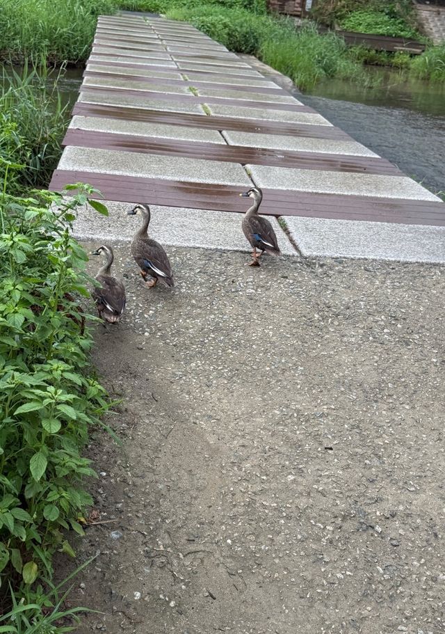 취준생에게 일침하는 제미나이 ㄷㄷㄷ