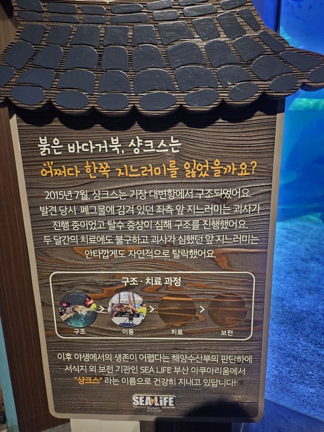 20250810_145804.jpg 아쿠아리움 갔다가 샹크스 봄 ㄷㄷㄷㄷ