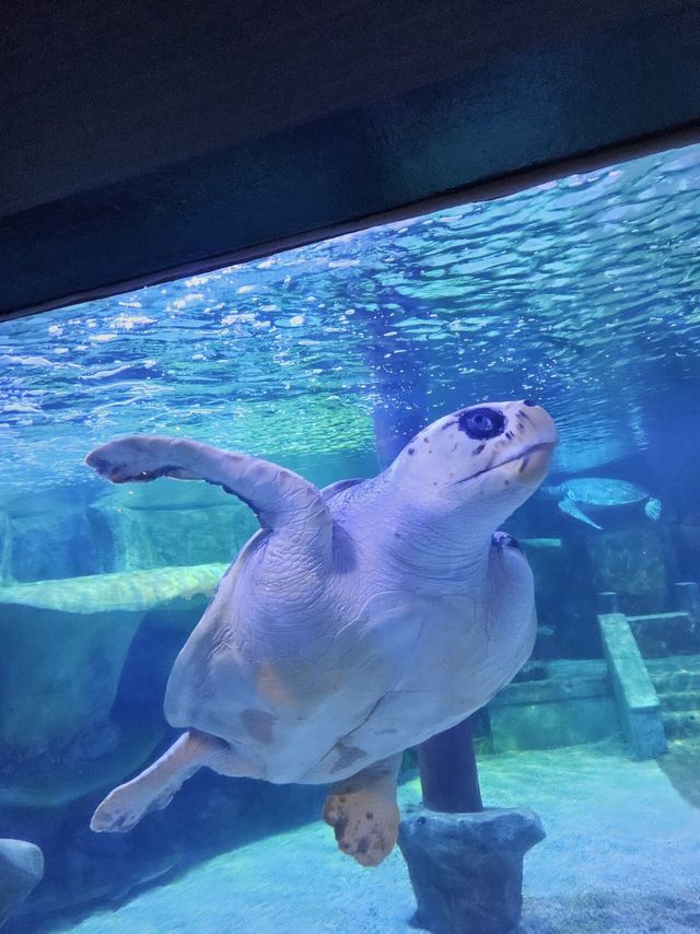 20250810_145819.jpg 아쿠아리움 갔다가 샹크스 봄 ㄷㄷㄷㄷ