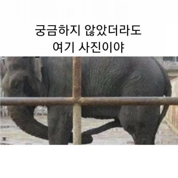 45af6d8b3826be1fe135bf2e46a59960.jpg 그닥 궁금하진 않았던 코끼리 코의 쓰임새