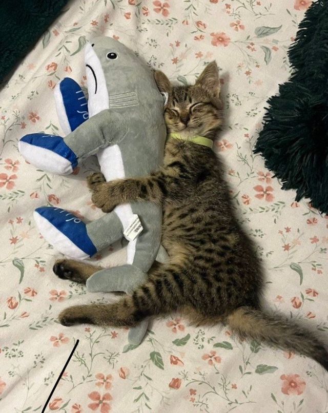 최애 인형 껴안고 낮잠자는 고양이