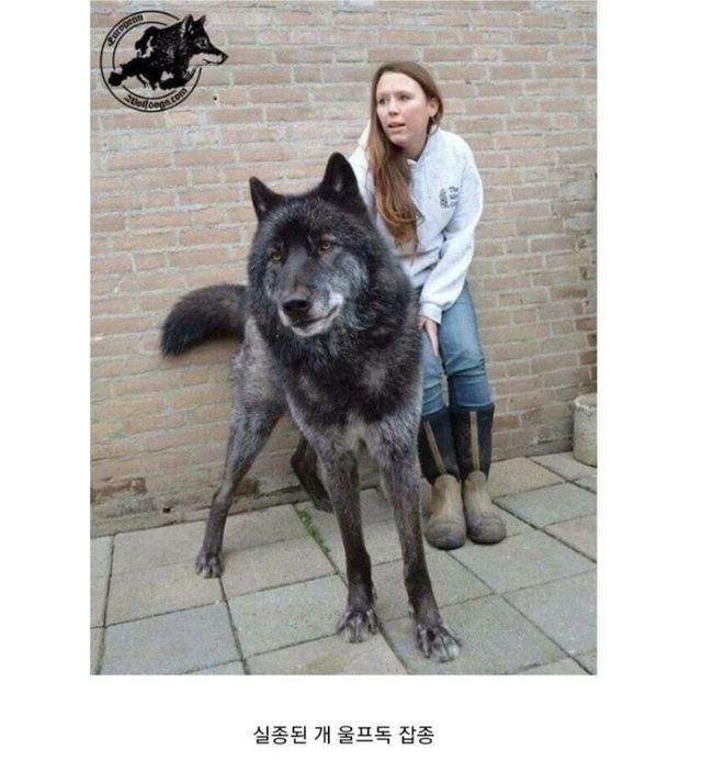 113.JPG 키우던 개가 10일 만에 목줄과 함께 편지로 돌아왔다