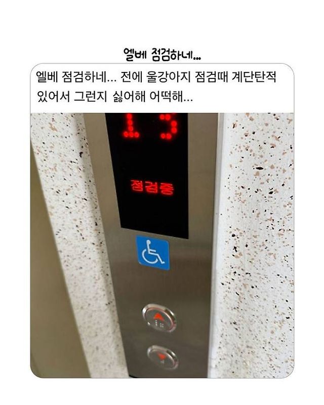 엘베 점검해서 화가 잔뜩난 강아지