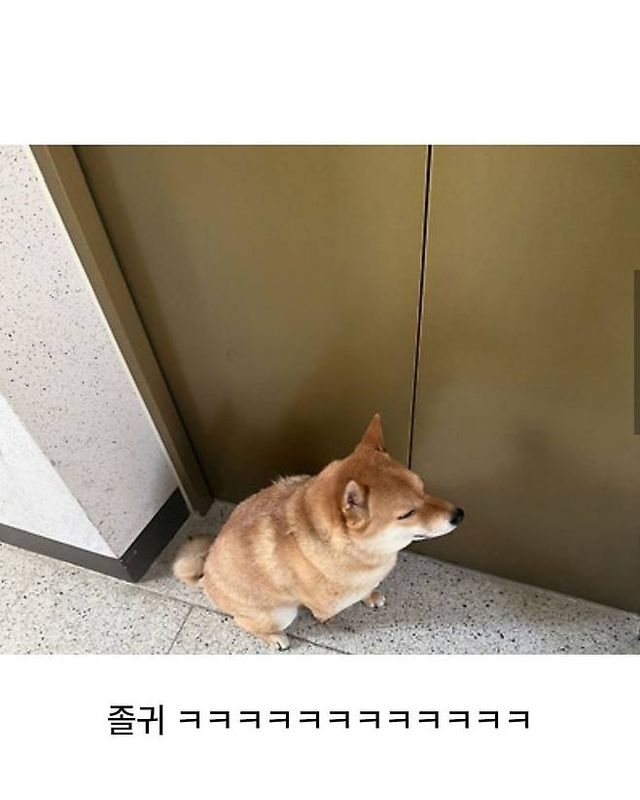 엘베 점검해서 화가 잔뜩난 강아지