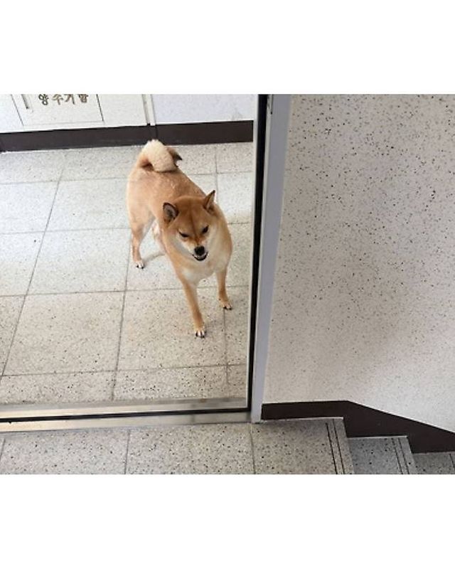 엘베 점검해서 화가 잔뜩난 강아지