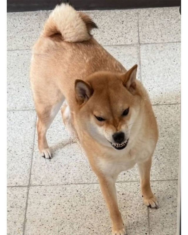 엘베 점검해서 화가 잔뜩난 강아지