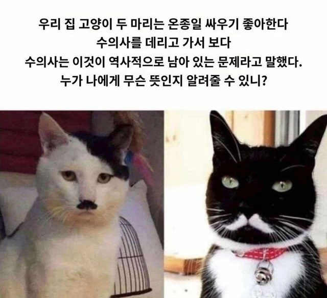 1.webp.ren.jpg 고양이 2마리가 하루종일 싸우는 이유