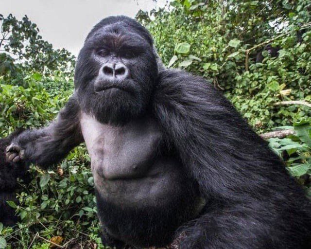 1986f1b456d5997f6.jpg 키 2m, 몸무게 180kg 고릴라에게 처맞기직전 찍은사진