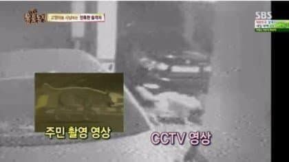 역대급 길냥이 학살자 ㄷㄷ 역대급 길냥이 학살자 ㄷㄷ .jpg