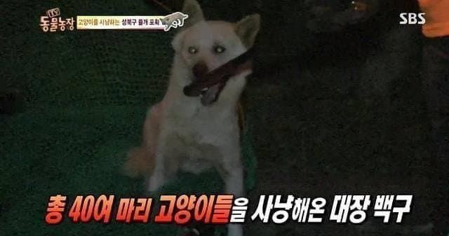 역대급 길냥이 학살자 ㄷㄷ 역대급 길냥이 학살자 ㄷㄷ .jpg