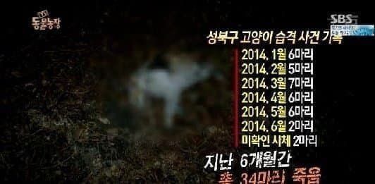역대급 길냥이 학살자 ㄷㄷ 역대급 길냥이 학살자 ㄷㄷ .jpg