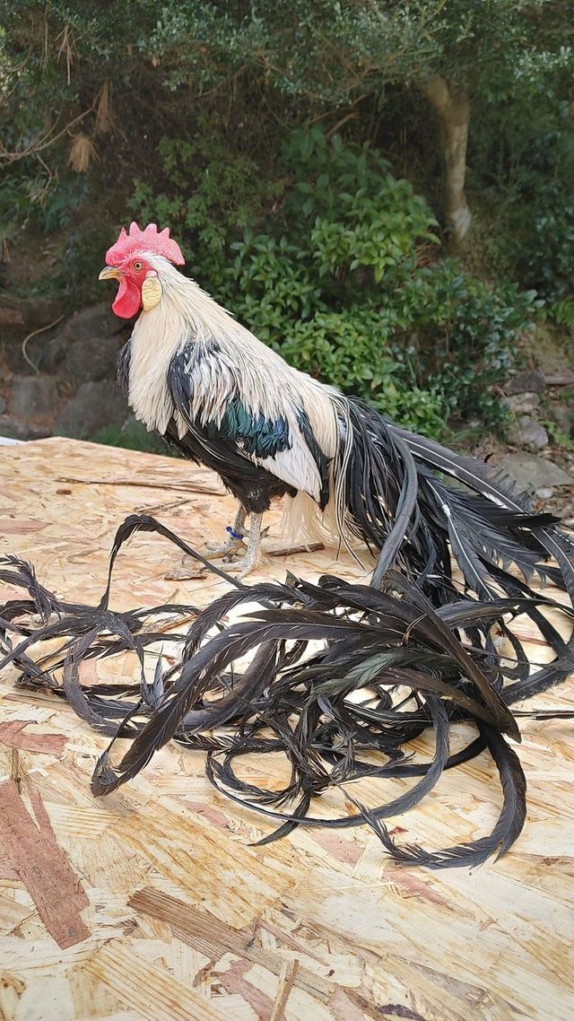 4a5de3c03396f.jpeg 옛날 한국 토종닭 생김새