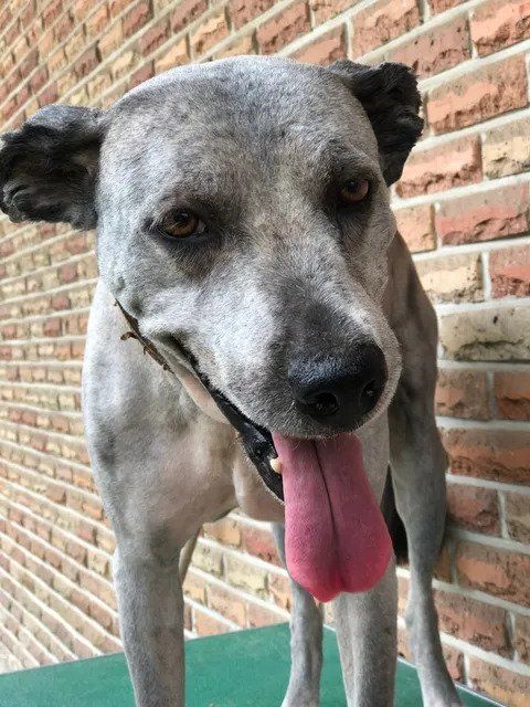 213867f17dad7.webp.ren.jpg 삽살개 삭발 전 후