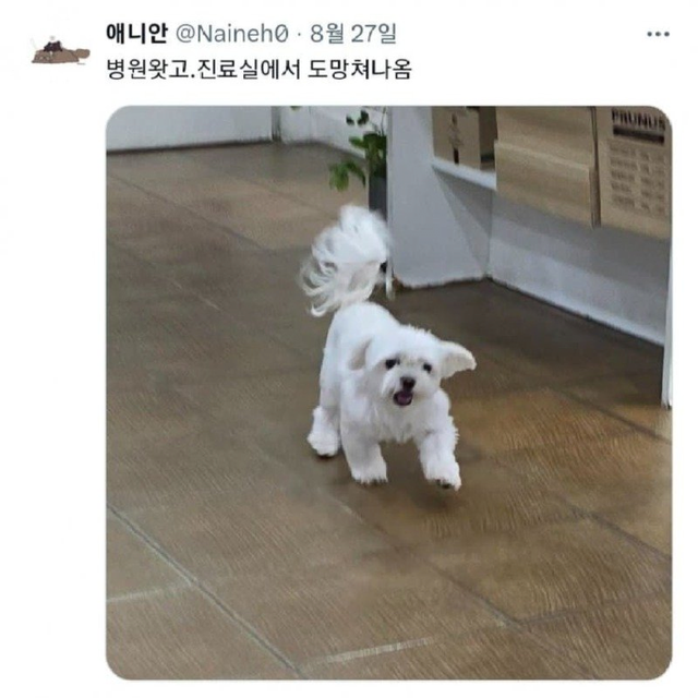 image.png 진료실에서 도망나온 댕댕이.jpg
