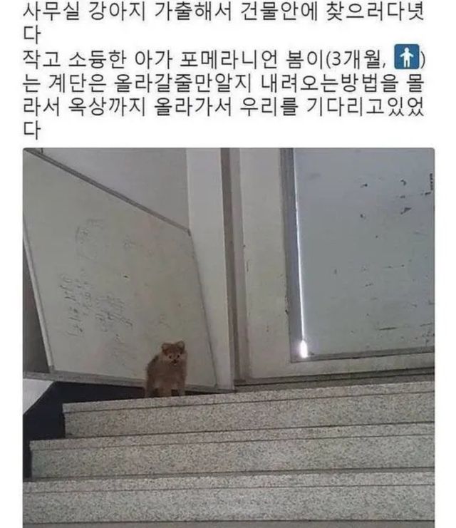 강아지가 가출했다.jpg
