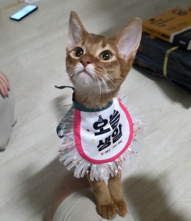 10974.jpg 오늘 우리 고양이 생일입니다 ㅋㅋ