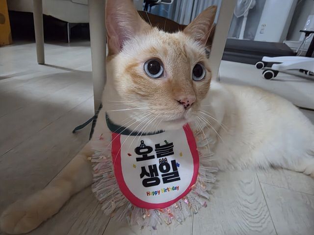 10969.jpg 오늘 우리 고양이 생일입니다 ㅋㅋ