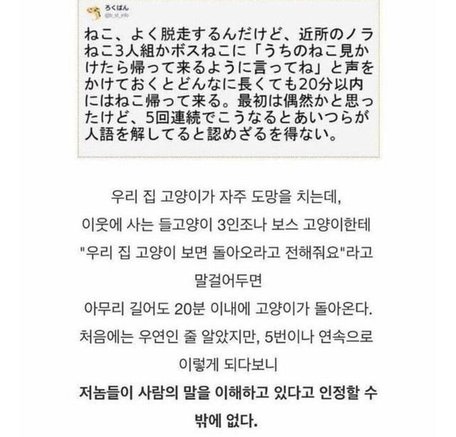 11.jpg 실제로 고양이와 대화했던 썰.jpg