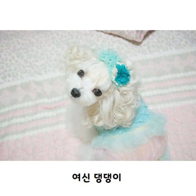 unnamed-5.webp.ren.jpg 웨이브펌 잘 나온 강아지.jpg