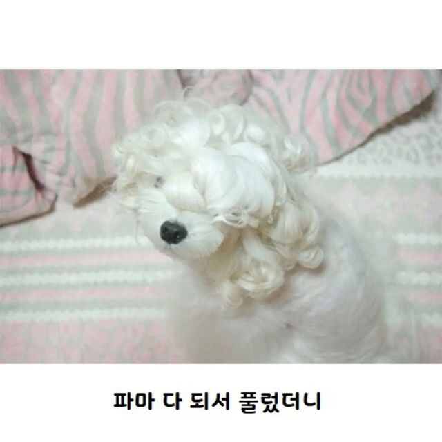 unnamed-1.webp.ren.jpg 웨이브펌 잘 나온 강아지.jpg