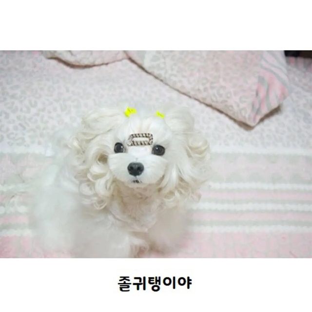 unnamed-4.webp.ren.jpg 웨이브펌 잘 나온 강아지.jpg