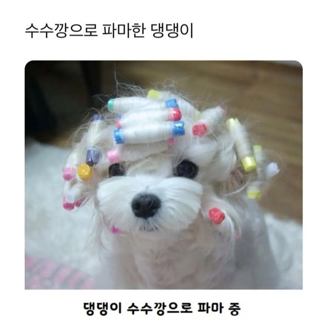 unnamed.webp.ren.jpg 웨이브펌 잘 나온 강아지.jpg