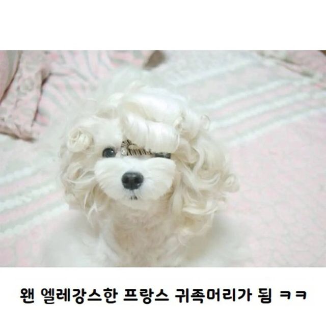 unnamed-2.webp.ren.jpg 웨이브펌 잘 나온 강아지.jpg