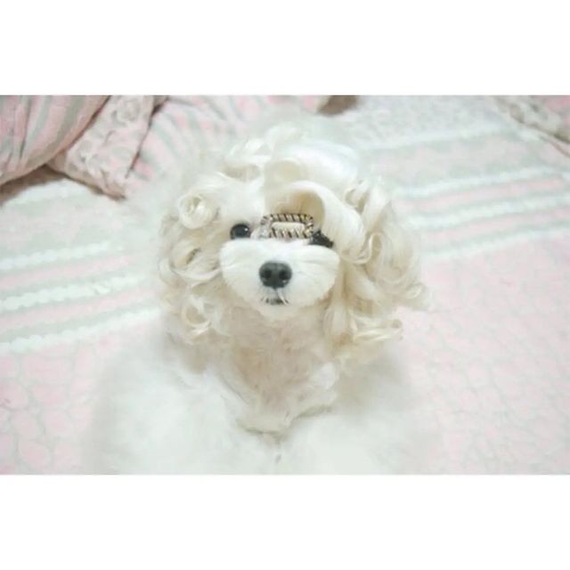 unnamed-3.webp.ren.jpg 웨이브펌 잘 나온 강아지.jpg