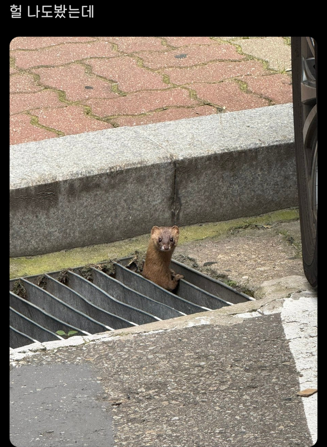집에서 족제비가 나왔어요..jpg