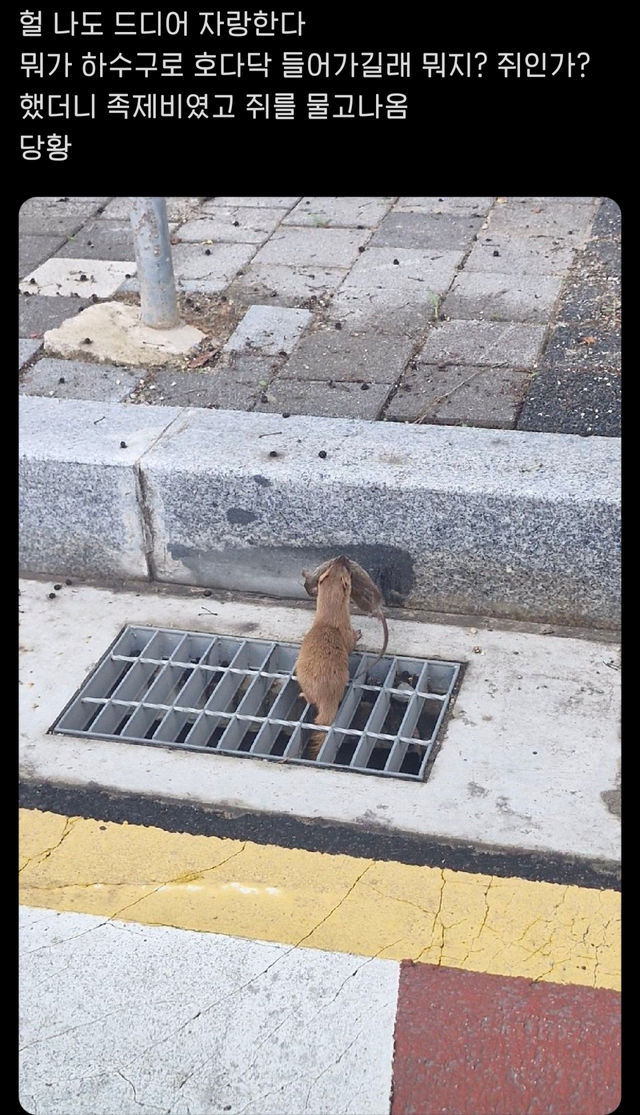 집에서 족제비가 나왔어요..jpg
