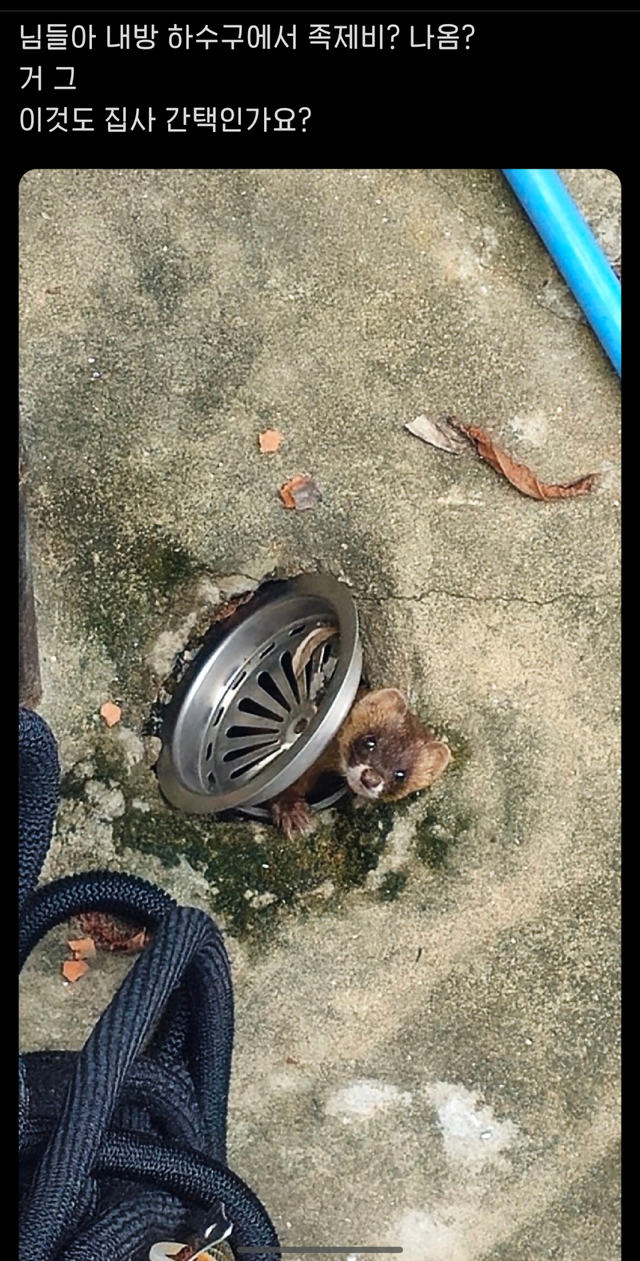 집에서 족제비가 나왔어요..jpg