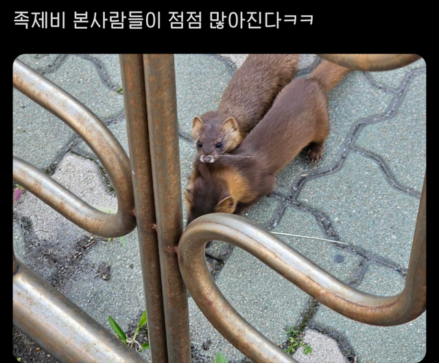 집에서 족제비가 나왔어요..jpg