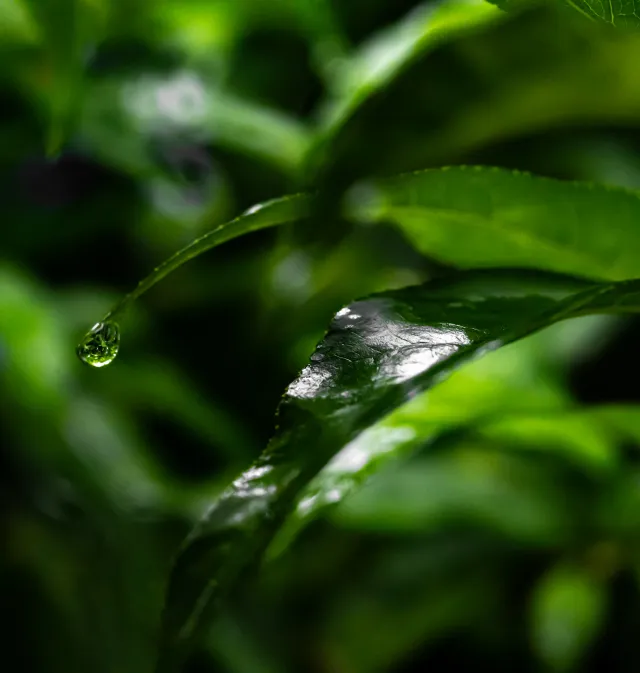 그 무더웠던 여름을 기억하시나요