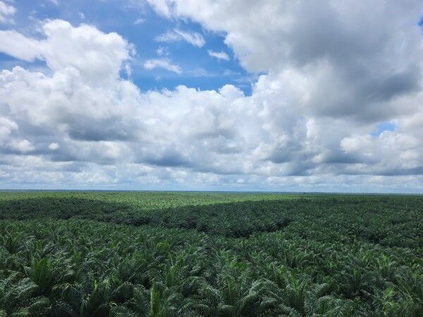 인도네시아 팜 농장 전경사진. 포스코인터내셔널 제공 [뉴스락]