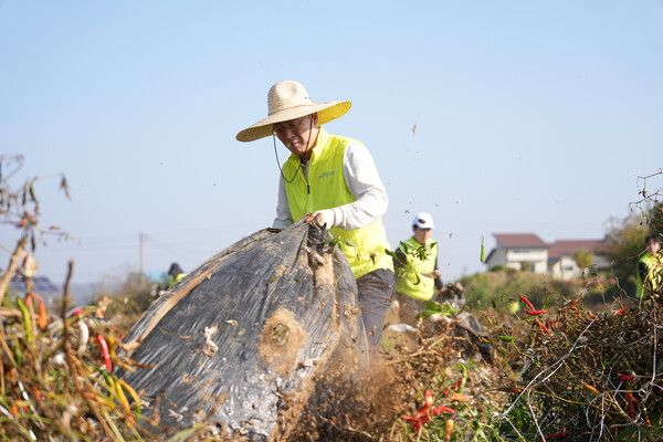 NH농협은행은 지난 30일 이석용 은행장과 임직원들이 경기 파주시 적성면 농가를 찾아 수확철 일손돕기를 실시했다. NH농협은행 제공 [뉴스락]