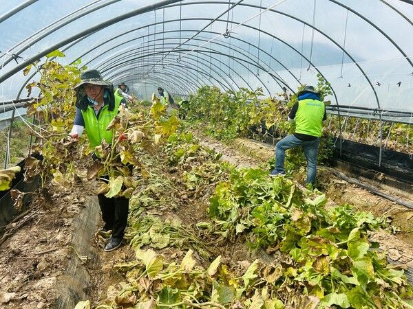 NH농협캐피탈이 지난 2일&nbsp;임직원 30여명이 함께&nbsp;수해&nbsp;특별재난지역 중 한 곳인 충남 논산을 찾아 피해를 입은 농가의 수해복구에&nbsp;적극 힘을 보탰다. NH농협캐피탈 제공 [뉴스락]