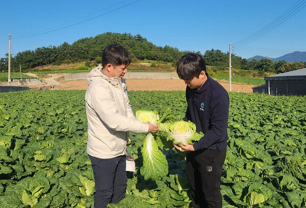 대아청과 관계자들이 지난 29일 전남 해남 배추 산지를 방문해 김장철 배추 작황을 점검하고 있다. 사진 호반그룹 [뉴스락]
