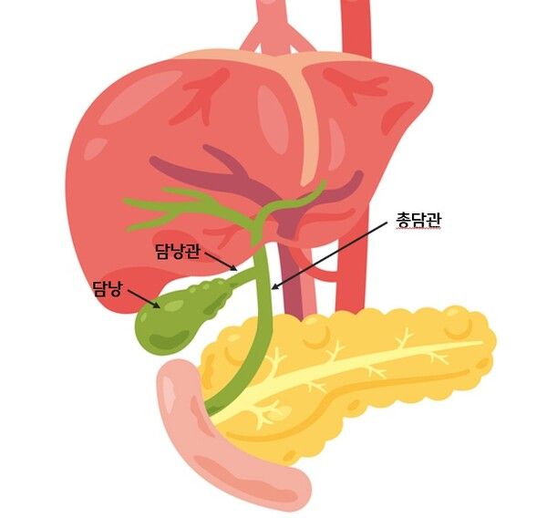 총담관 위치 이미지. 한림대의료원 제공 [뉴스락]
