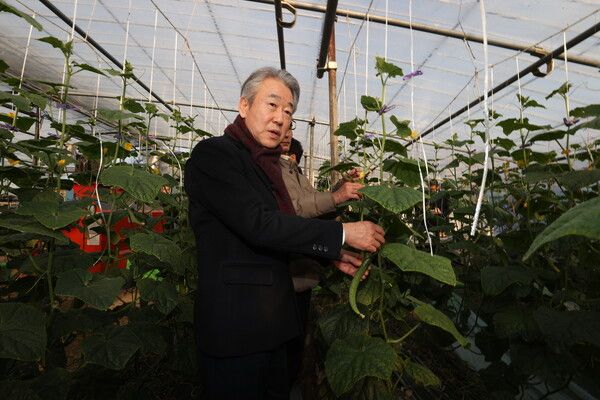 농협중앙회는 강호동 회장이&nbsp;지난 8일 전남 순천시에 위치한 오이 재배 농가를 찾아 생육·출하 상황을 점검하고 농업인들의 애로사항을 청취했다. 농협중앙회 제공 [뉴스락]