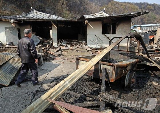 경남 산청 대형 산불이 사흘째로 접어든 23일 오후 산청군 시천면 중태마을에서 아들이 불에 탄 어머니 집을 바라보고 있다.