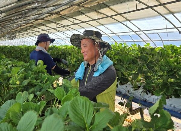 NH농협무역이 농협식품과 범농협 한마음 농촌일손 집중지원의 날을 맞아 일손 부족으로 어려움을 겪고 있는 농가 지원에 나섰다. 농협 제공 [뉴스락]