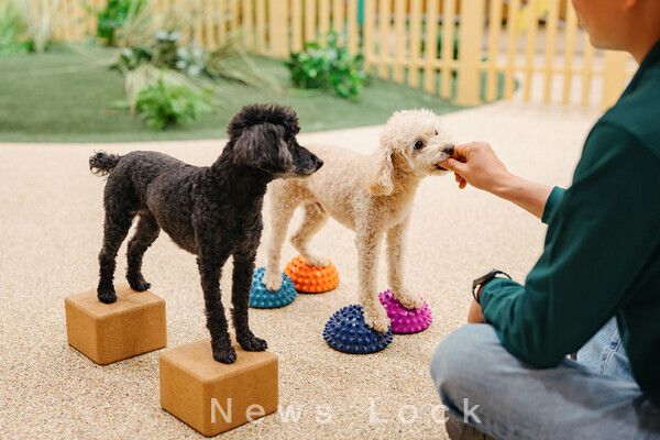 ’해리의 어드벤처 데이’ 패키지 이미지(펫 프로그램). 교원 제공 [뉴스락]