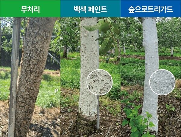 실제 과수에 KCC 과수 전용 보호 페인트 ‘숲으로트리가드’를 적용한 결과 비교. 사진 KCC [뉴스락]